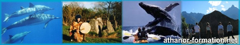Nager avec les dauphins